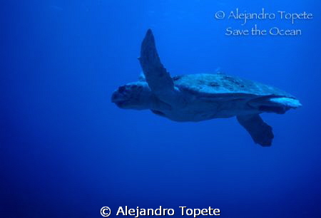 Tortuga  Cahuama, San Pedro Belize 
Nikonos V, 15 mm by Alejandro Topete 