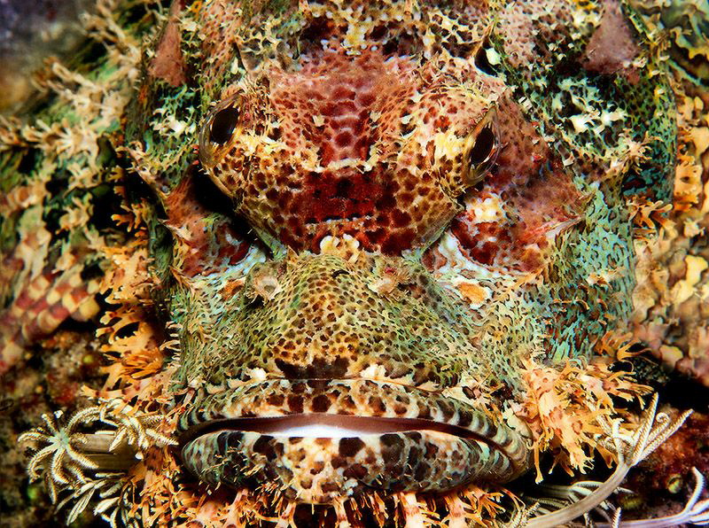 It is similar to a lion, but it is not lion) Puerto Galera by Sergey Lisitsyn 