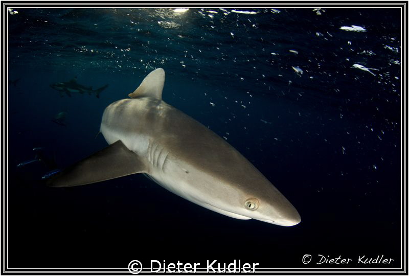 Anybody home? by Dieter Kudler 