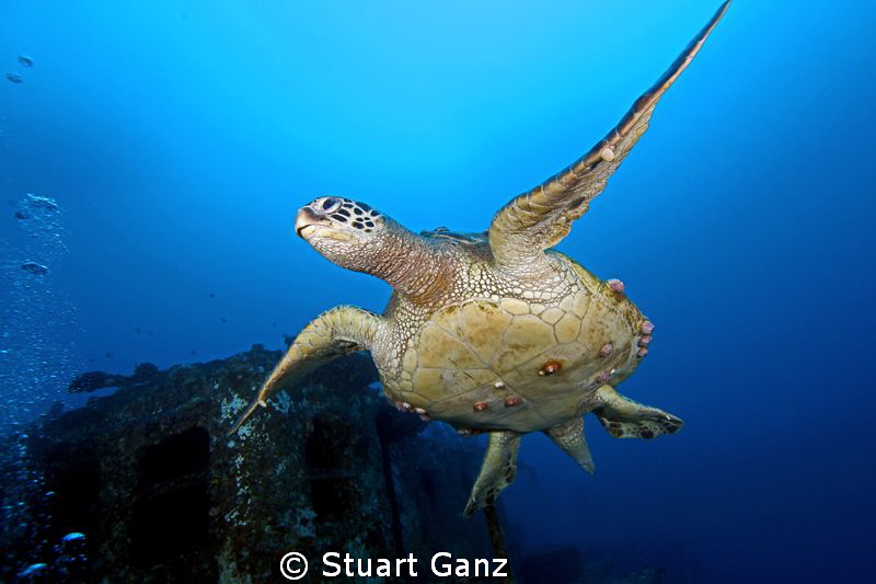 Green Sea Turtle (old male) taken on the ship wreck "Sea ... by Stuart Ganz 