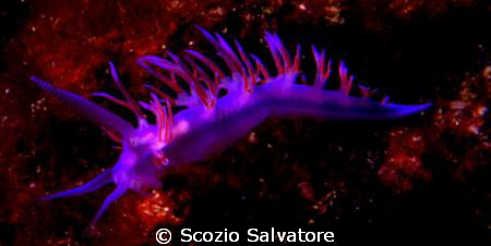 flabellina by Scozio Salvatore 