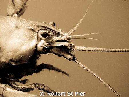 close up cray by Robert St Pier 