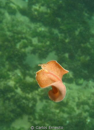 flat worm by Carlos Ernesto 
