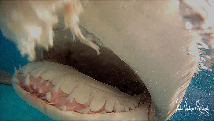 Snapping Lemon Sharks at Tiger Beach - Bahamas - this ima... by Steven Anderson 
