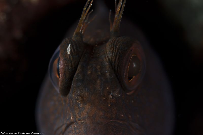 blenny with parassite... by Raffaele Livornese 
