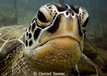 Hey Dude! Green Turtle. by Daniel Sasse 