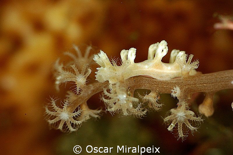 Tritonia sp. Size: around 1 cm
 by Oscar Miralpeix 