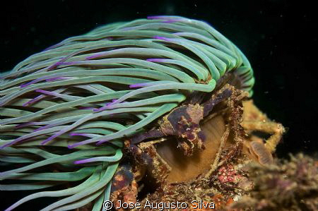 Anemone and spider crab,Nikon D700,105mm Nikor lens by José Augusto Silva 