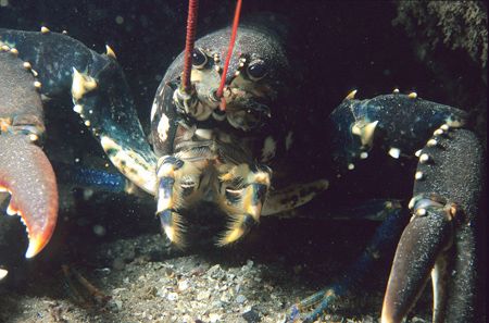 Common lobster.
Porth Ysgaden, N.Wales.
F90X,60mm. by Mark Thomas 