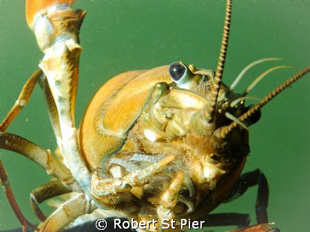 cray up close by Robert St Pier 