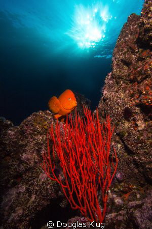 Clear Water, Sun, and Color. A Garibaldi crosses over a b... by Douglas Klug 