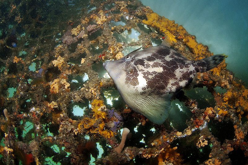 Fan-bellied Leatherjacket. Chowder Bay, Sydney Harbour. by Doug Anderson 