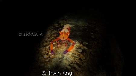 Fisheye Fix S100 Housing 
1x Sea&Sea YS110a Strobe 
+10... by Irwin Ang 