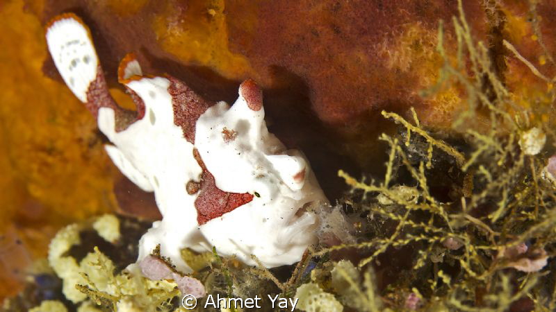 Painted Forggy... from Tulamben, Liberty Wreck.
Canon 60... by Ahmet Yay 