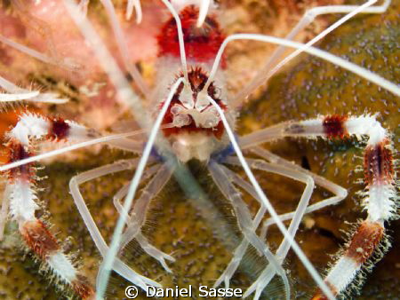 Coral Banded Shrimp Portrait. Taken while Scuba Diving at... by Daniel Sasse 