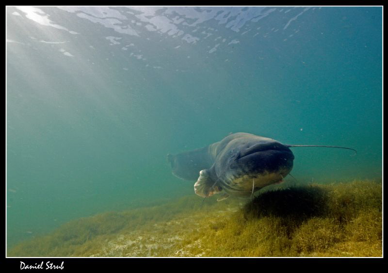 Wels Catfish :-D by Daniel Strub 