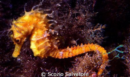 ippocampo by Scozio Salvatore 