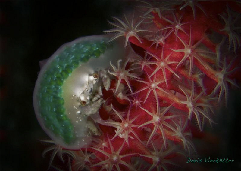 I am wearing a green hat today ... by Doris Vierkötter 