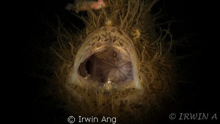 add to my portfolio
Fisheye Fix S100 Housing 
2x Sea&Se... by Irwin Ang 