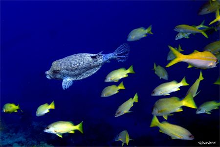 Scribbled filefish. by Dan Ashkenasi 