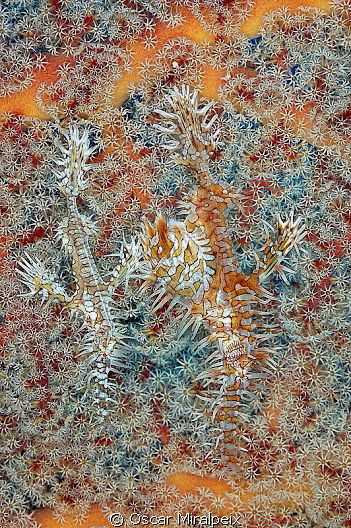 CAMOUFLAGING
Nikon d70 
Nikkor 105 by Oscar Miralpeix 
