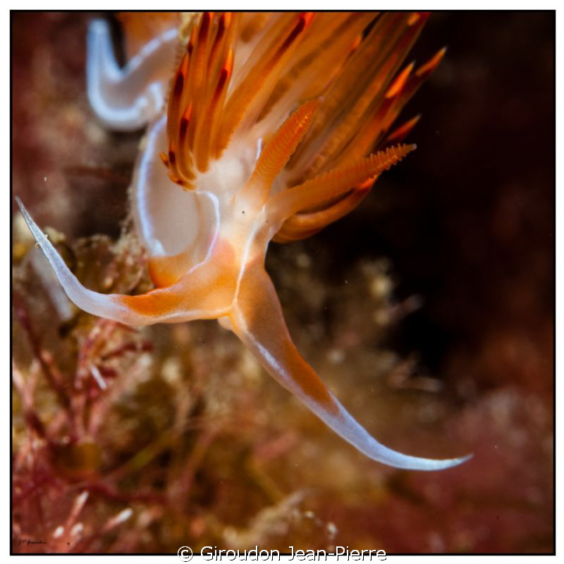 Hervia nudibranchia by Giroudon Jean-Pierre 
