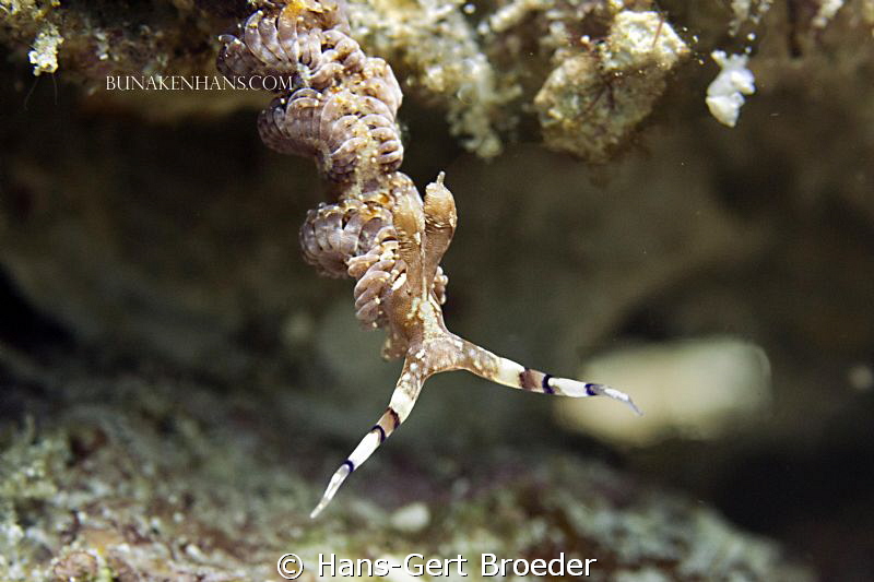 Flabellina engeli 
Nudibridge-making
Bunaken,Sulawesi,I... by Hans-Gert Broeder 
