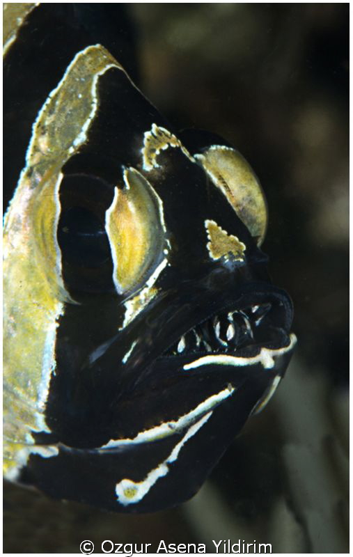 from lembeh by Ozgur Asena Yildirim 