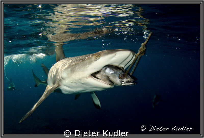 The Snack by Dieter Kudler 
