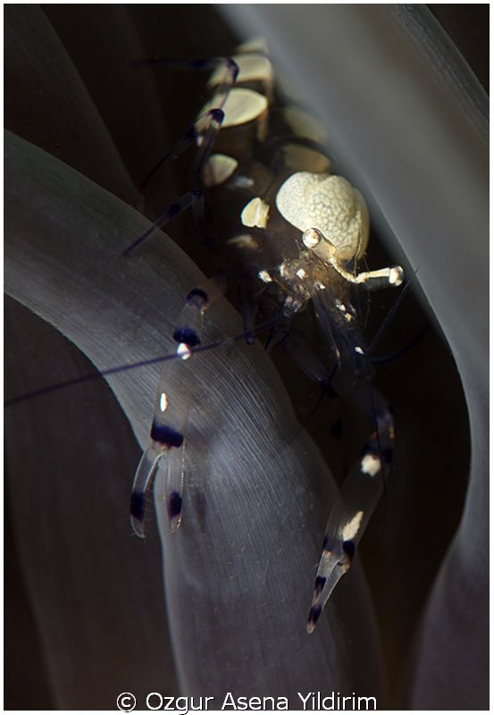 from lembeh by Ozgur Asena Yildirim 