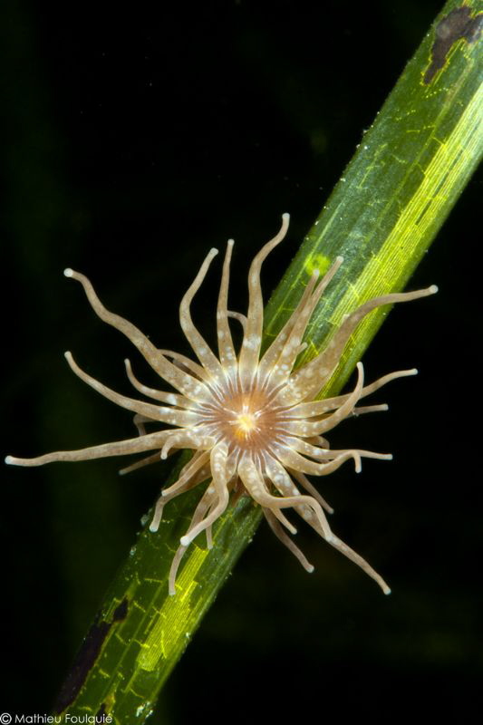 Paranemonia cinerea (Thau lagoon) by Mathieu Foulquié 
