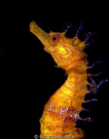 sea horse by Scozio Salvatore 