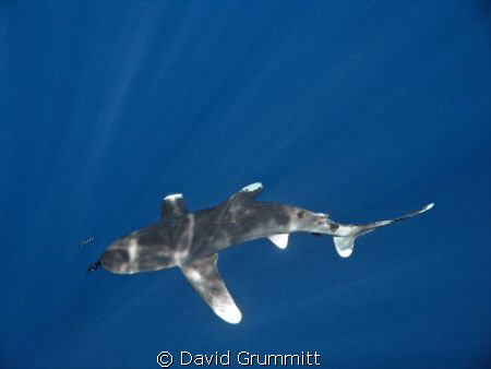 Oceanic White Tip in the sunlit blue by David Grummitt 