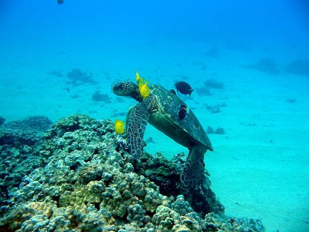 Turtle cleaning station at Ahihi Bay, Maui, Hawaii. by Lisa Lappe 