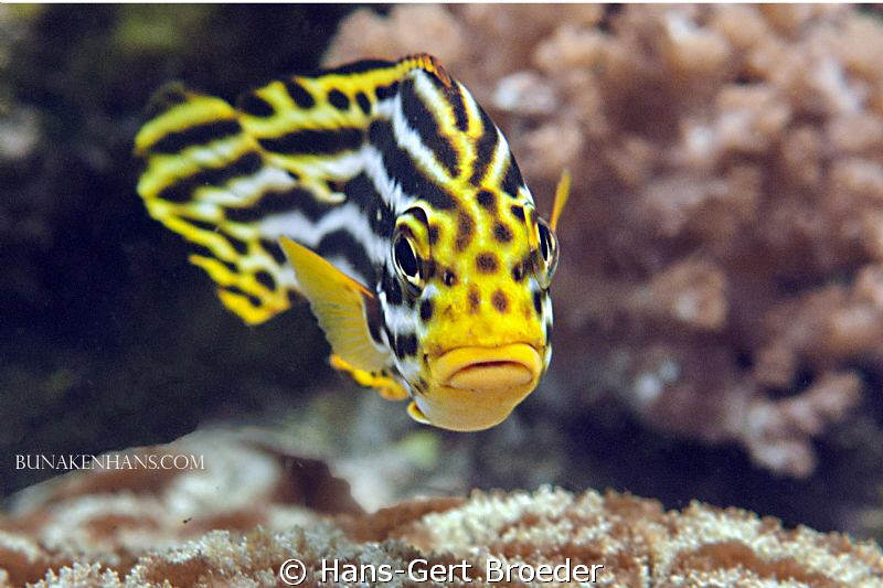 Sweetlips
Bunaken,Sulawesi,Indonesia, 
Nikon D300S in k... by Hans-Gert Broeder 