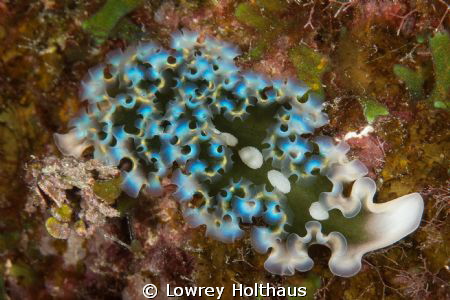 Lettuce Leaf Sea Slug Canon digital Rebel XTi with 100mm ... by Lowrey Holthaus 