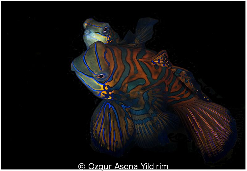from lembeh by Ozgur Asena Yildirim 