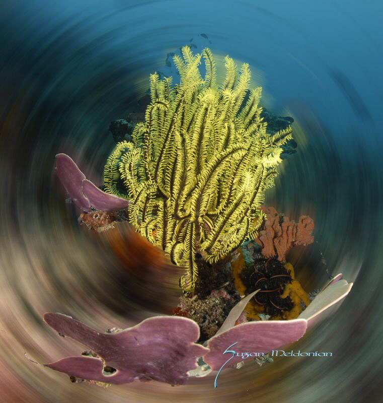 Spinning wildly by Suzan Meldonian 