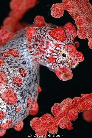 hippocampus bargibanti by Oscar Miralpeix 