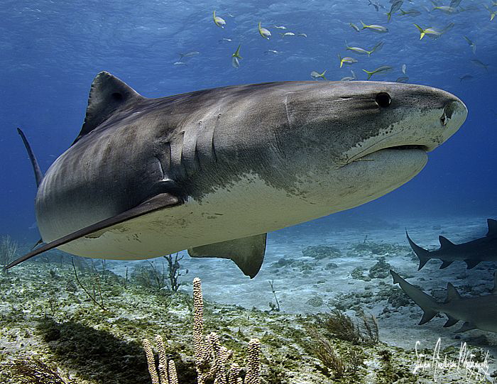 Emma at her finest under the Shear Water at Tiger Beach -... by Steven Anderson 