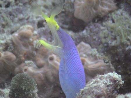 Blue Ribbon Eel, Soma Soma Straits Fiji, Sony DCR-PC120 n... by Lyle Helm 