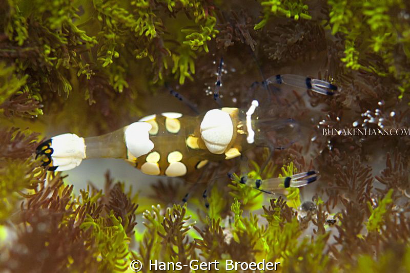 Anemone shrim
Bunaken,Sulawesi,Indonesia, 
Nikon D300S,... by Hans-Gert Broeder 