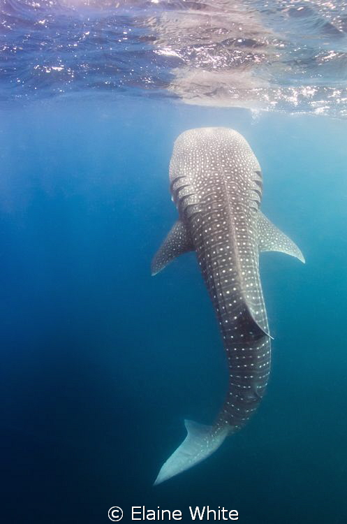 Whaleshark ramfeeding by Elaine White 