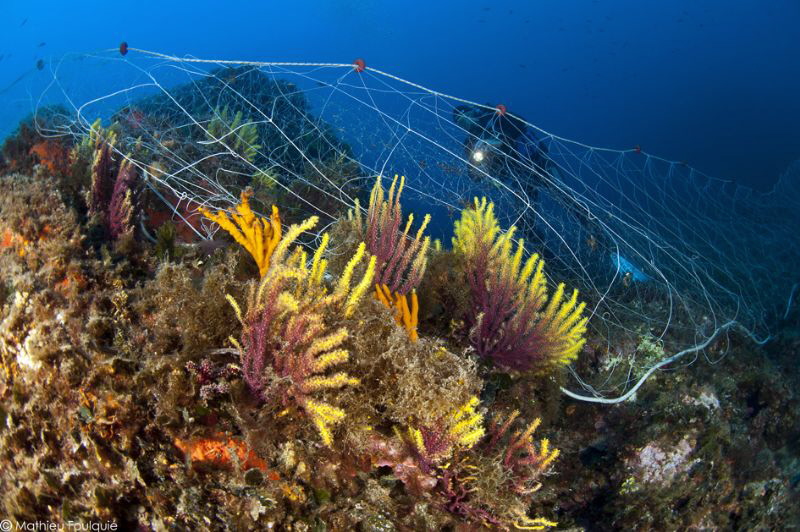 fishing nets on Paramuricea clavata (Costa Brava) by Mathieu Foulquié 