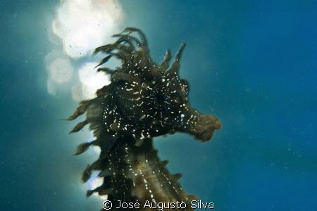 seahorse backlight Nikon d700 Nikor105mm lens by José Augusto Silva 