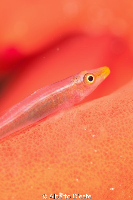 Goby by Alberto D'este 