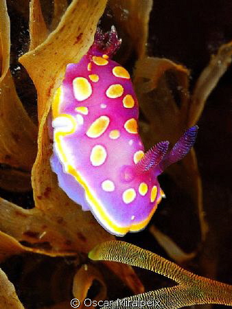 Chromodoris luteorosea by Oscar Miralpeix 