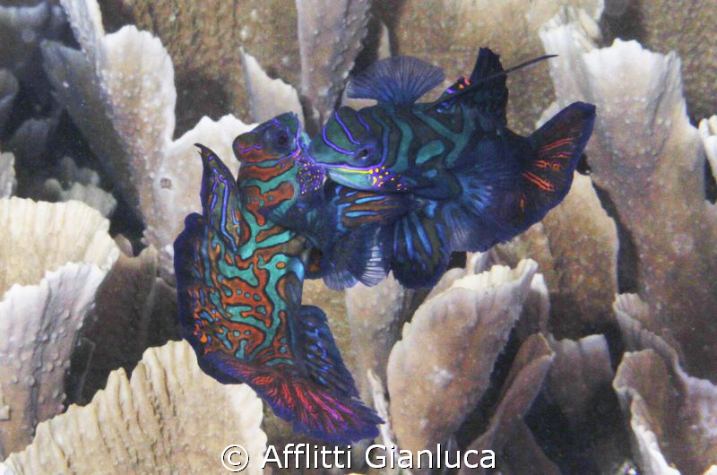 quarrel.... by Afflitti Gianluca 