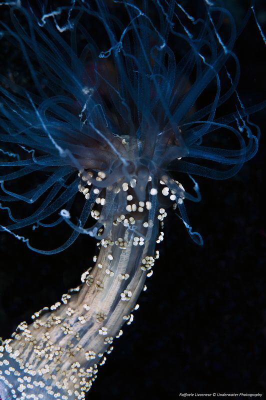 Alicia mirabilis by Raffaele Livornese 