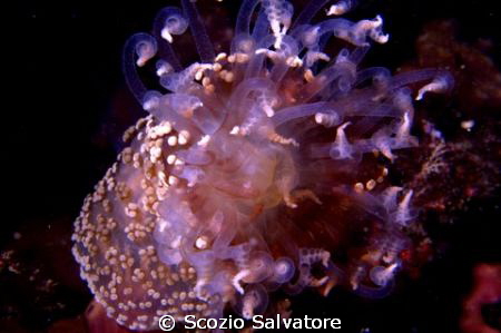 alicia mirabilis by Scozio Salvatore 